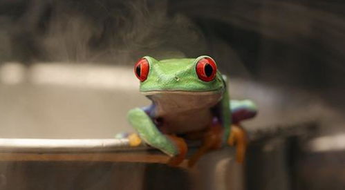 温水煮青蛙 最后怎么样 科学家直接实验,网友 还是人吗