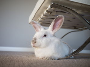 家中有兔 兔子一只耳朵耷拉下来是怎么了,兔子耳朵一只垂一只立