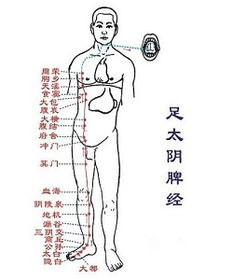 足太阴脾经循行图 