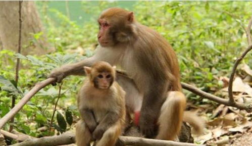 惹不起的 猴猴猴 特别是56年,68年,80年出生的,属猴的速看 猴人 生肖猴 地支 网易订阅 