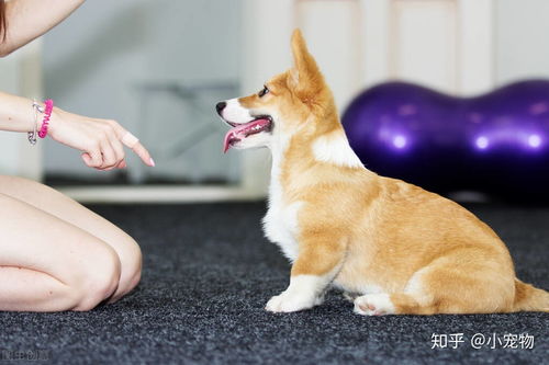 饲养 柯基犬 ,一个月大概需要花多少钱 