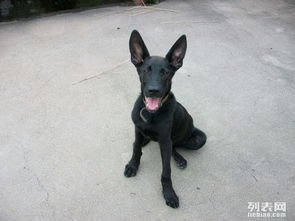 图 黑狼犬的市场价格,纯种黑狼犬哪里有卖的 成都宠物狗 