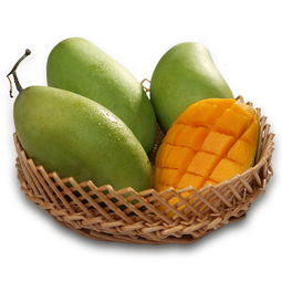 芒果适宜生长环境 芒果生长的气候条件