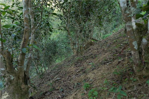 茶山行日记2 探访云南易武麻黑 落水洞 大漆树 白茶园 