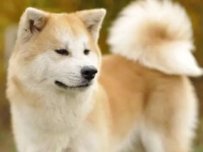 秋田和柴犬是不是同一品种的狗