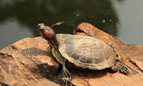 巴西龟对环境的适应能力很强,繁殖后代的能力也很厉害,那我们应该怎样帮助它