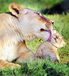 舐犊情深 刚出生非洲小狮子成为游客最爱 