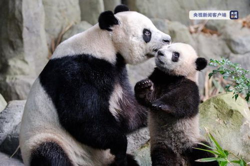 新加坡首只本土出生大熊猫 叻叻 和妈妈一起亮相