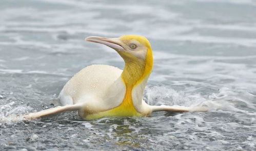 全球首只金色企鹅被发现,它真的好漂亮