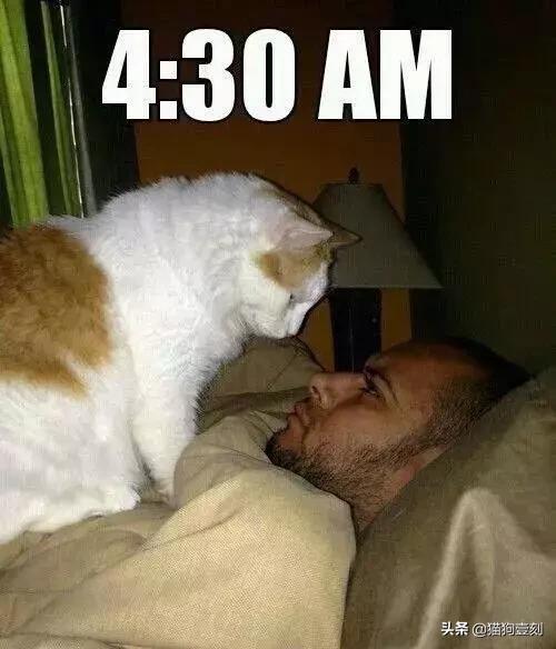 有猫的早晨都是这样起来的啊