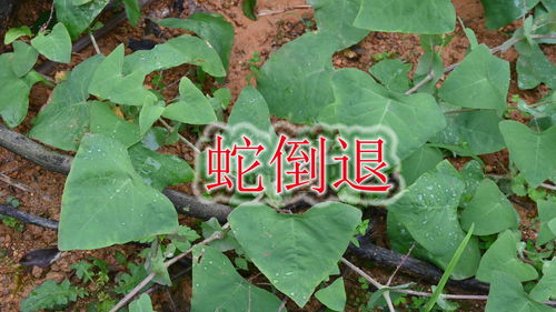 生活植物常识(生活中常见植物简笔画)