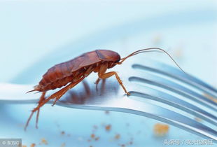 在农村里老人常说 见到蟑螂不能用脚踩 ,你知道是为什么吗
