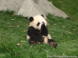四川的大熊猫基地到底有哪些