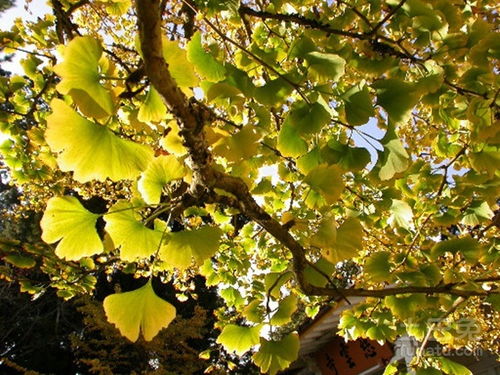 山茶树是裸子植物吗,山茶树是什么叶序？