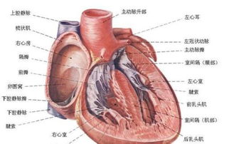 肝穿刺后能恢复正常吗