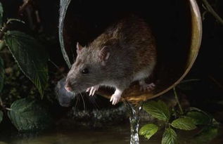 下水道的老鼠 
