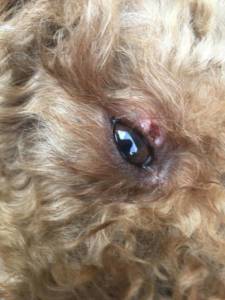 我家的狗前两天眼睛上有个蜱虫,我给揪下来了,过了几天就这样了,不去医院有办法吗