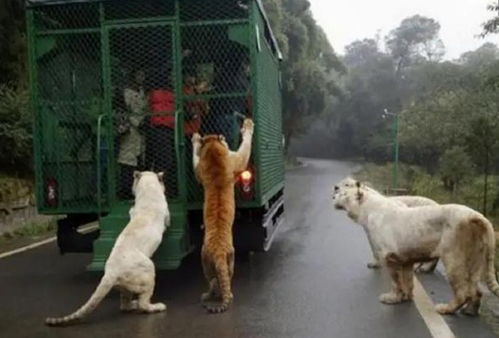 动物园的逆向思维,把游客关铁笼子里,在园内放养老虎狮子,火了