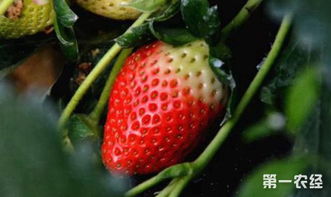 牛奶草莓要怎么种植 牛奶草莓的种植技术