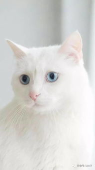 貓咪壁紙,可愛小白貓