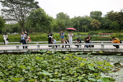 深圳水务集团摄影爱好者赴鹅颈水湿地公园采风