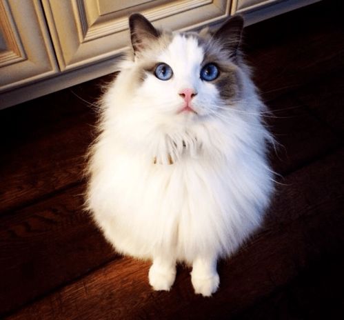 世界上十大最美猫品种排行,你们家主子上榜了吗
