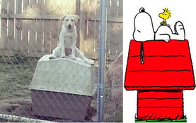狗模仿漫画史努比坐狗屋屋顶幻想 被称很傻又可爱 