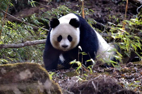 国际熊猫日 大熊猫在唐家河