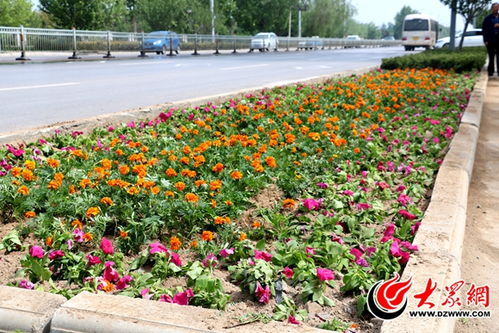 菏泽城区人民北路花团锦簇 打造高颜值道路