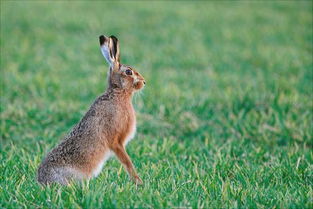 野兔的生活习性特点