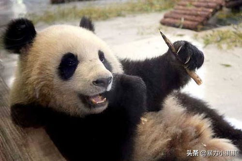 大熊猫喜欢吃什么食物 大熊猫吃食物爱吃什么