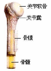 骨盐 搜狗百科 