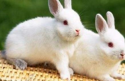兔子能吃坚果吗 