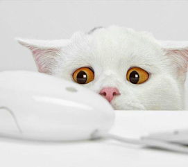 白色的卡通猫咪擦鼻涕,旁边还有纸巾的图片 