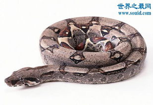 最长寿的蛇绿茸线蛇,已活1867岁 能活20万年 2 
