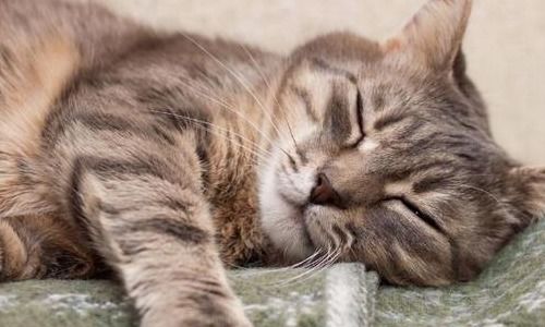 楼房里养的猫可不可以在床上睡 有没有细菌和寄生虫什么的 
