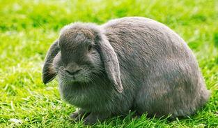 可爱又温顺的法国垂耳兔, 很合适家养并有宝宝的家庭