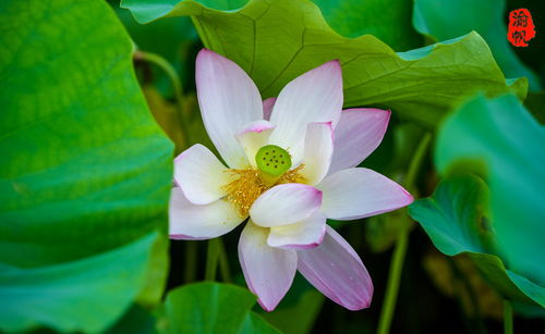 莲城湘潭赏荷花,大家知道莲花与荷花的区别吗 看完此文就明白了