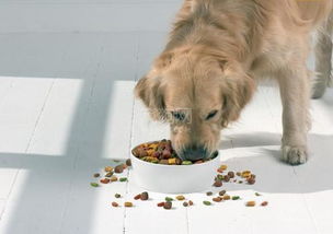 11个月大的狗狗吃成犬狗粮还是幼犬狗粮 
