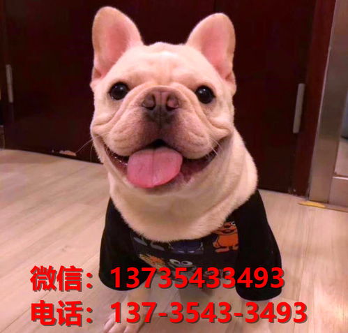 东营宠物狗犬舍出售法斗犬网上卖狗买狗地方在哪有狗市场