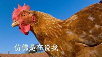 没有一种动物能活着离开中国