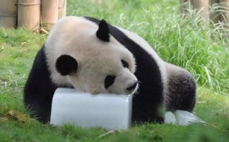 大熊猫有什么特点，写一句话英语介绍简短(大熊猫的特点英语作文)