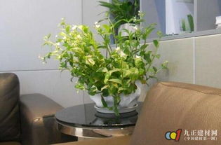 办公台放什么植物好 办公桌上摆放什么吉利