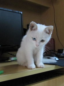 白色的鸳鸯眼波斯猫卖多少钱 