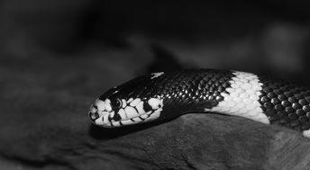 加利福尼亚州 getula,链瞎扯,蛇,蛇王,统称 getula californiae,黑色和白色,带状,无毒,头 
