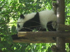 大美四川,熊猫故乡 成都熊猫基地一日游
