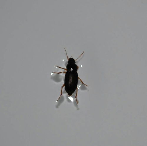 家里出现了很多会飞的小虫子 是什么虫子 叫什么名字 