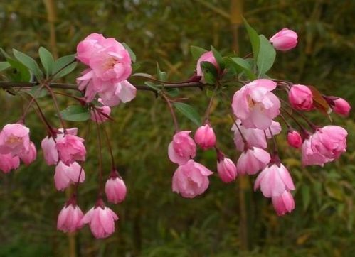 二哈中海棠是哪一种海棠 海棠花的cp花是什么花
