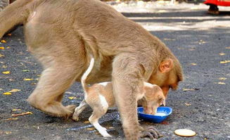 猴妈妈驱赶恶犬护小狗,带上树后当猴宝照顾,组建跨种族新家庭 