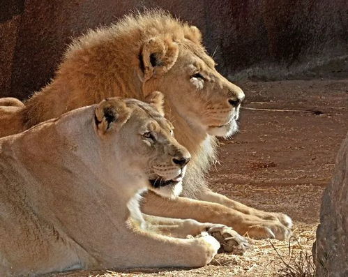 动物园21岁高龄的狮子夫妻将被安乐,能一起体面离去可能也是幸福